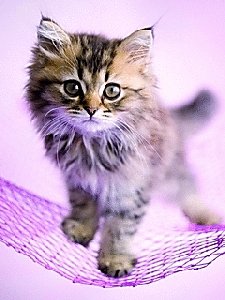  - Кошачий хор