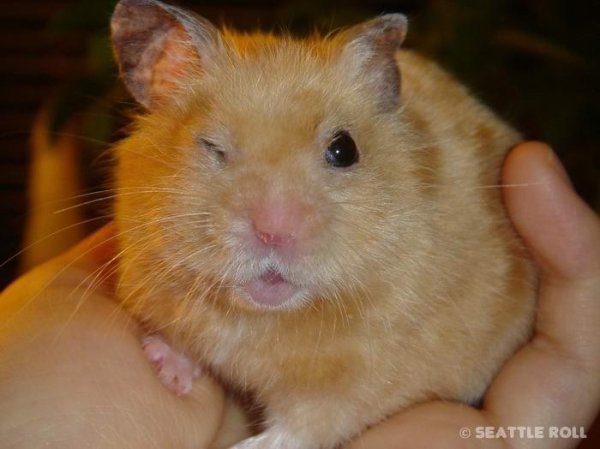 HAMPTON THE HAMSTER - JINGLE BELLS