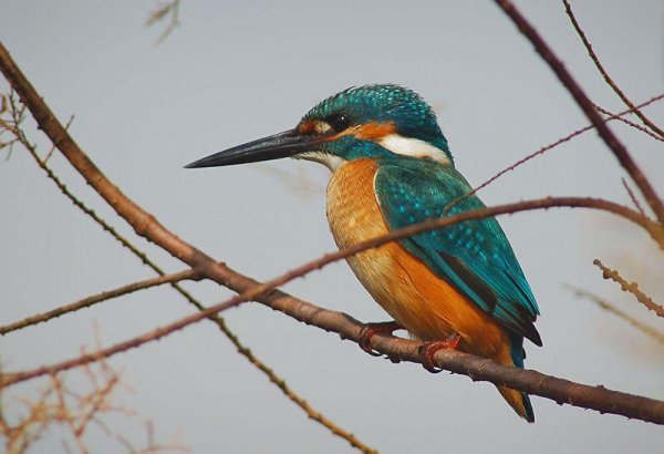  - Зимородок Alcedo_atthis.mp3