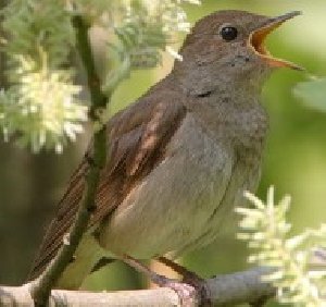 The Sounds Of Nature - Соловьиная перекличка