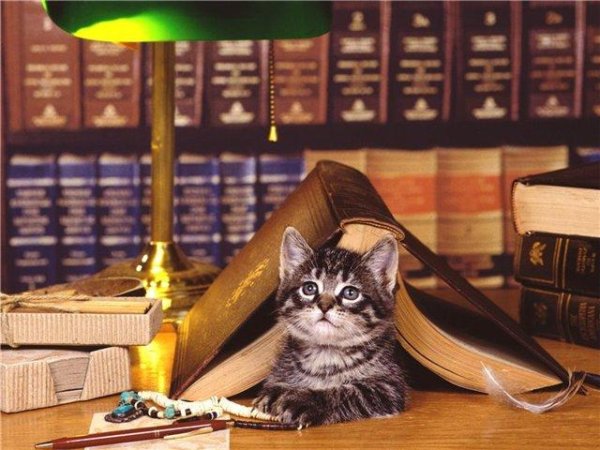 Неизвестный - Ученый кот