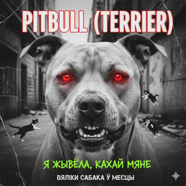 DOMINATOR - (BELARUS ) PITBULL TERRIER Чорныя кошкі, белыя кошкі