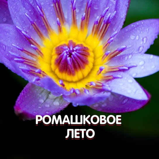 Гравитация. - РОМАШКОВОЕ ЛЕТО.