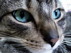 Кошка - Голодная кошка