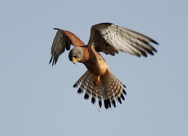 VA - Крик пустельги  bird