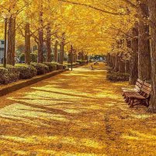 Anonim - PAYİZ..... YAĞIŞ.....   YOL