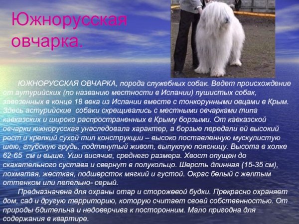 Южнорусская овчарка