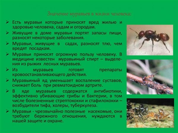 Муравьи