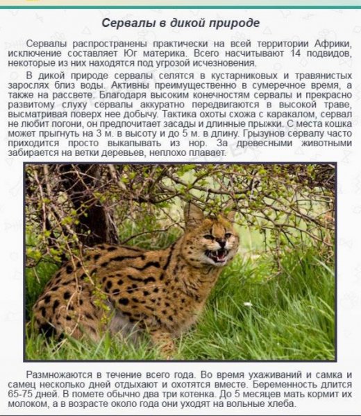Сервалы