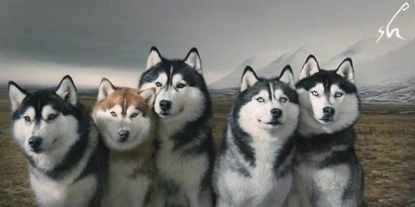 Собаки