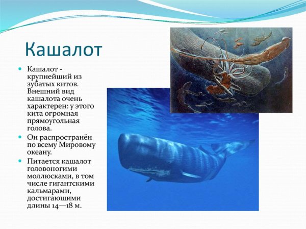 Кашалот