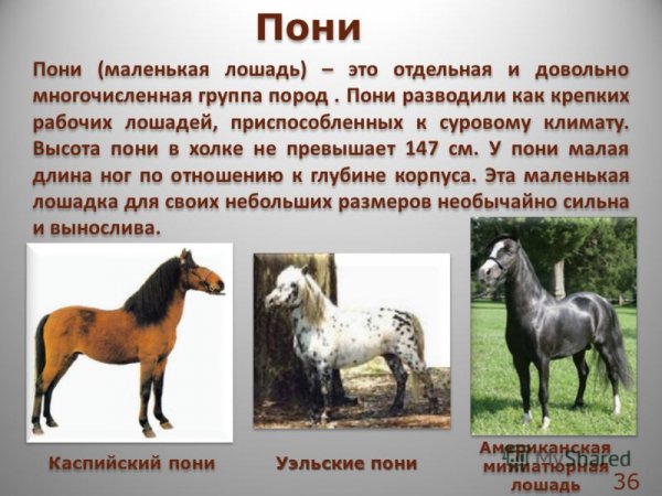Пони