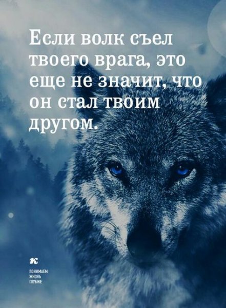 Волк не толерантен ни разу