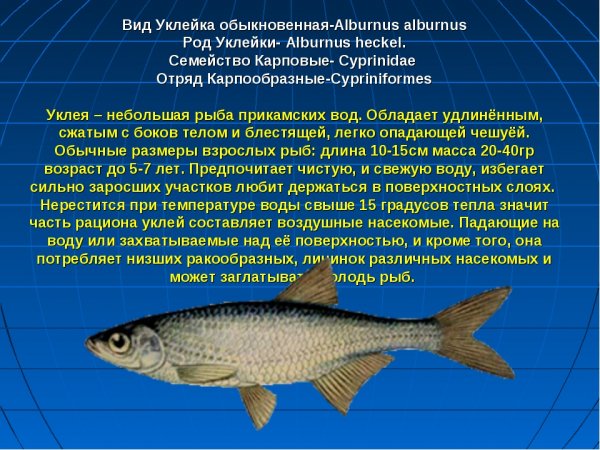 Уклейка