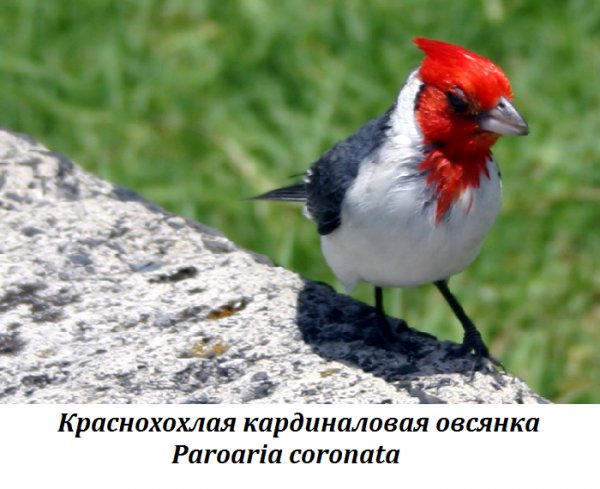 Краснохохлая кардиналовая овсянка