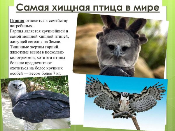 Гарпия