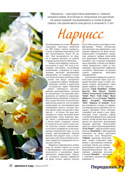 Нарцисс