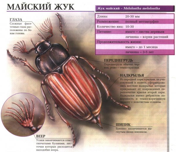 Майский жук