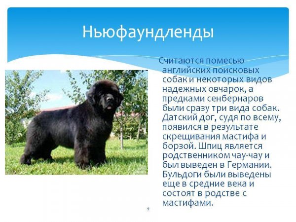 Ньюфаундленды