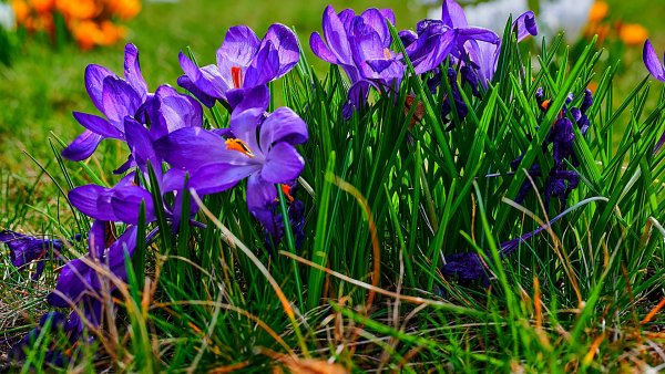 Colchicum-autumnale