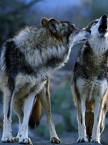 picture_241722514