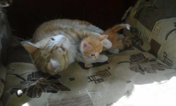 picture_96169333