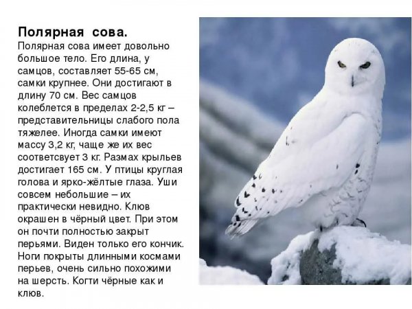 Полярная сова