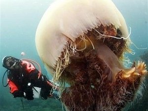 Гигантские медузы