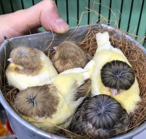 Бельгийские Канарейки