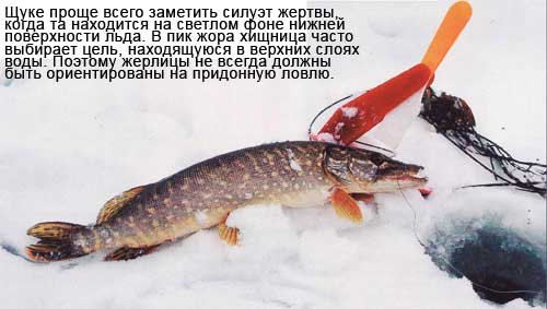 На придонную ловлю