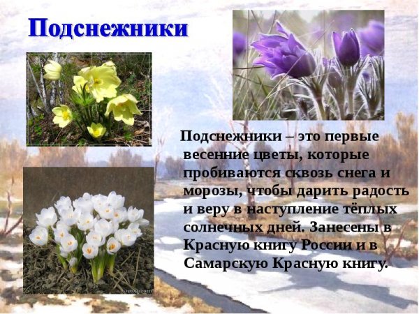 Подснежники