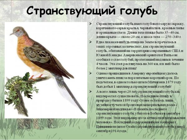 Странствующий голубь