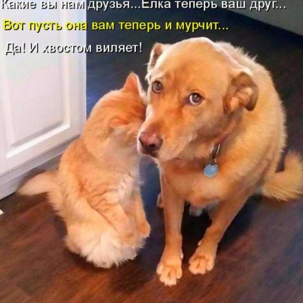 И хвостом виляет!