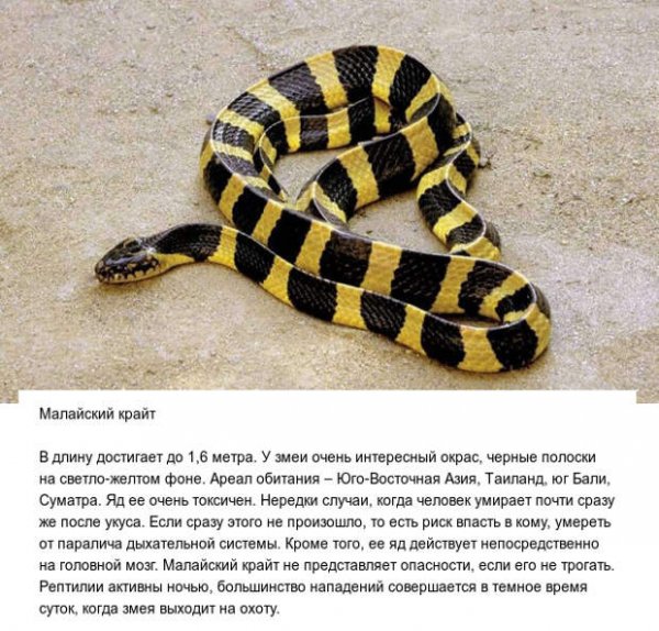 Малайский крайт