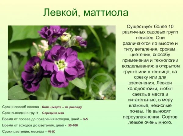Левкой, маттиола
