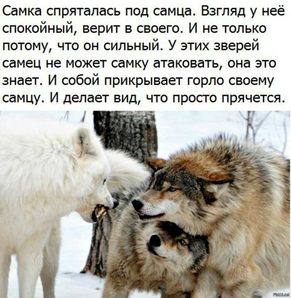 Прикрывает горло...
