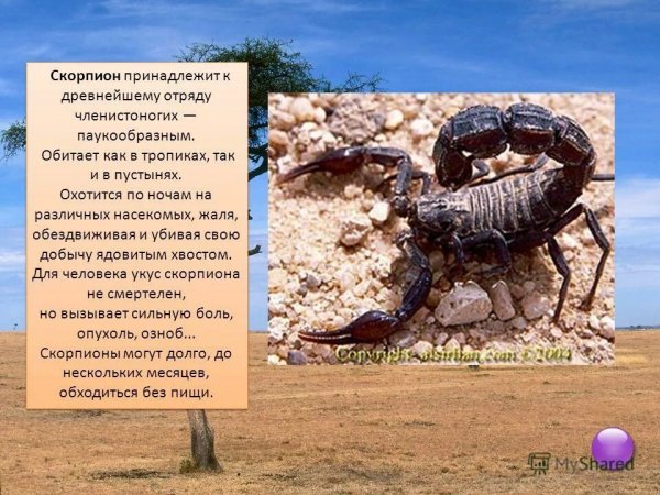 Скорпион