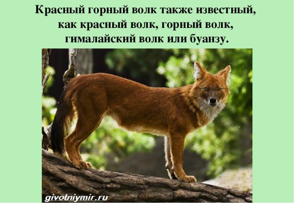 Буанзу