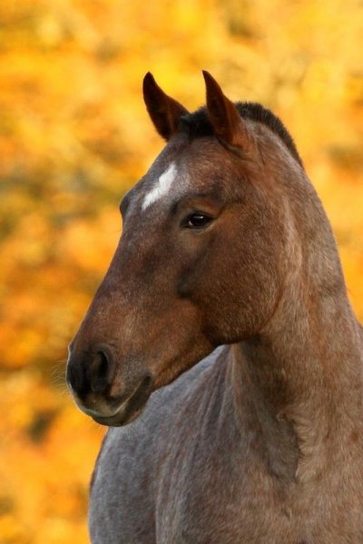 Horse love