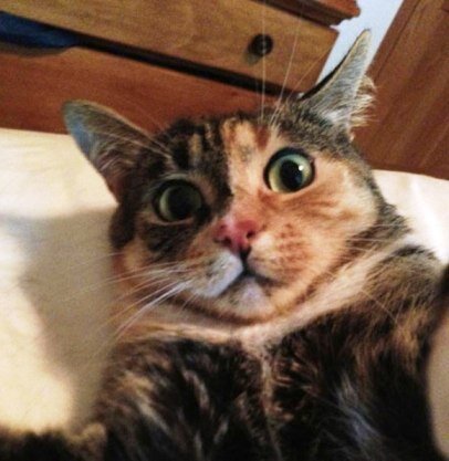Котоблогер