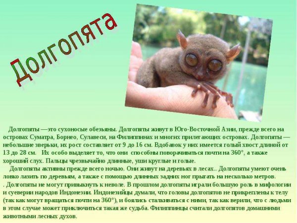 Долгопята
