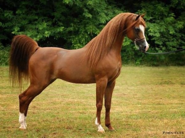 Арабский скакун