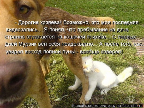 Дорогие хозяева!