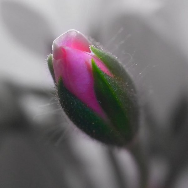 photo 1496915532