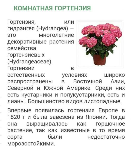 Комнатная гортензия