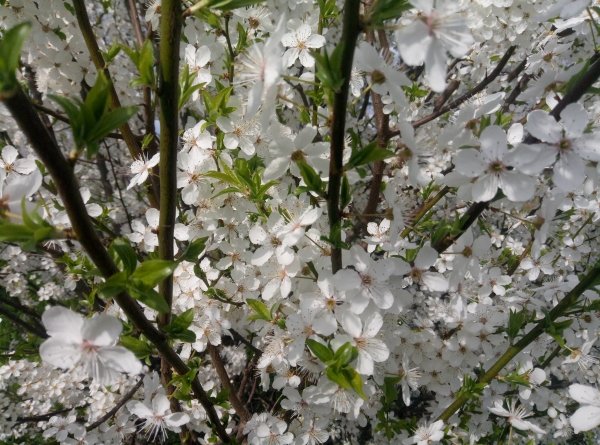 Cherry Plum 23
