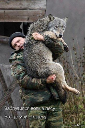 Волк