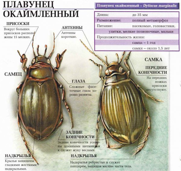Плавунец окаймлённый