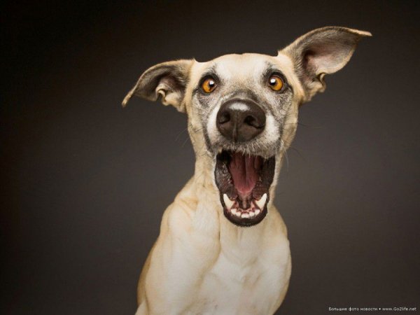 studio-cute-dogs-photos-26