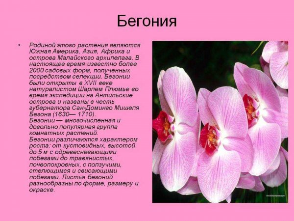 Бегония